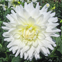 Dahlia ' B. J. BEAUTY '  (M.D.)   Clarke  UK   1976   Ayletts Nurseries  2009  (David Brown)